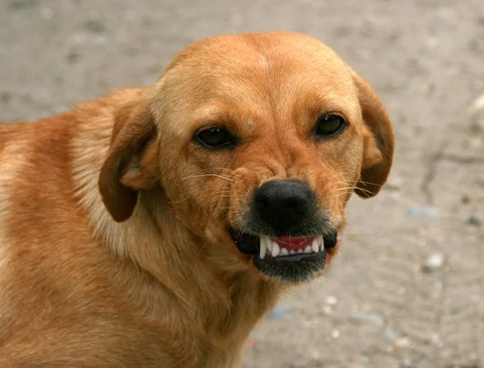 lavado de dientes