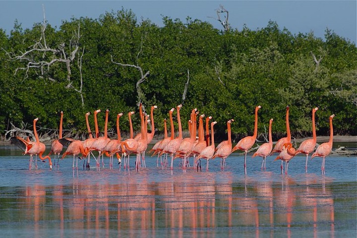 ría lagartos en yucatan 