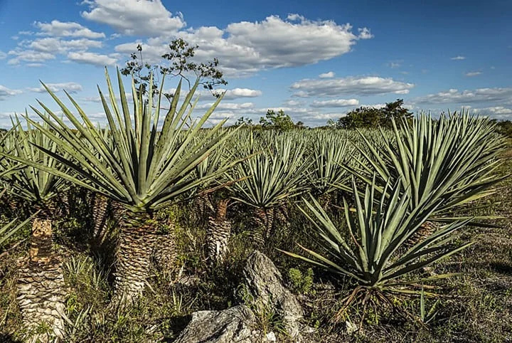 el henequén conocido como el oro verde de yucatán