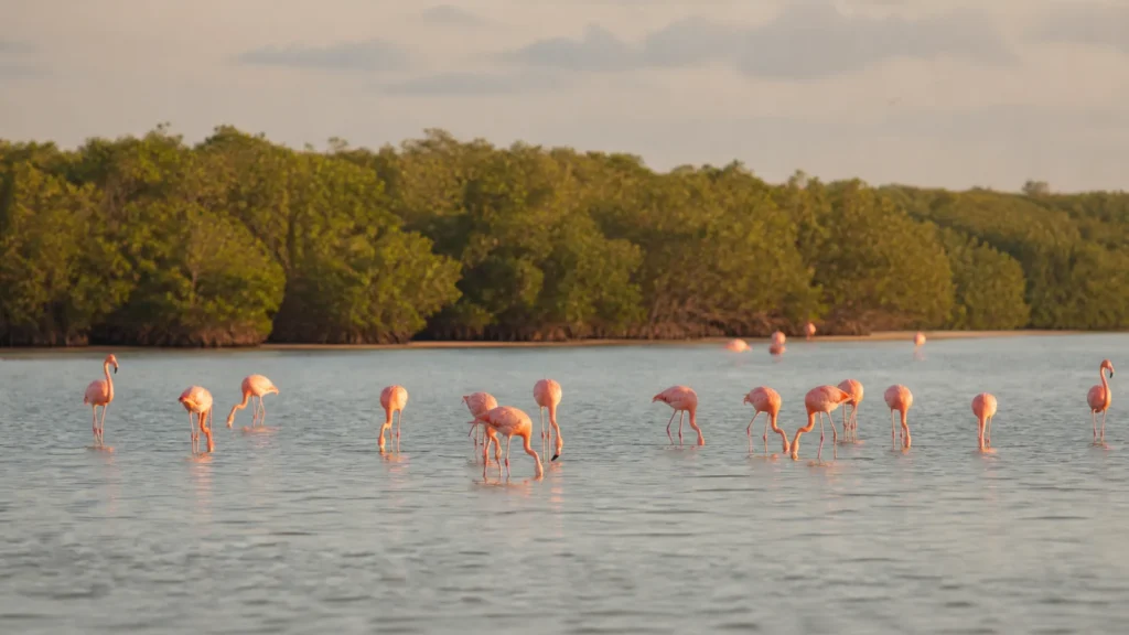 Mejor época para ver flamencos en Celestún alimentándose en la ría